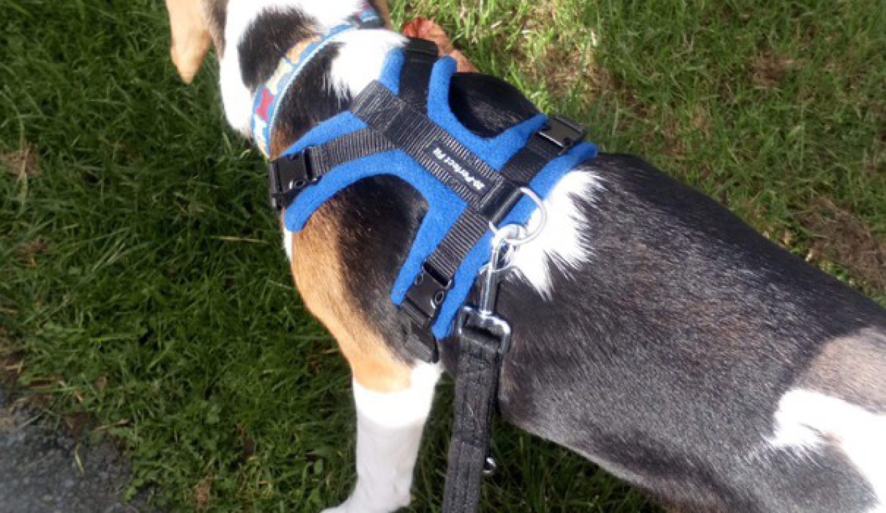 perfect fit dog harness stockists