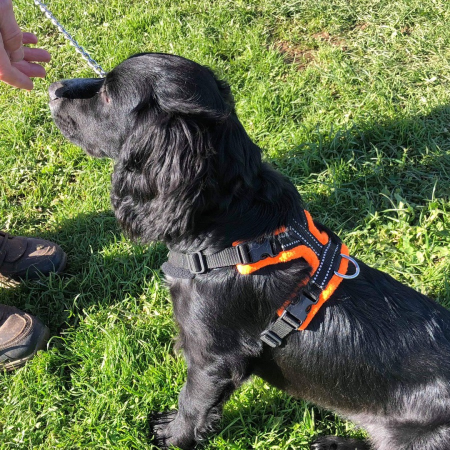 perfect fit harness stockists near me