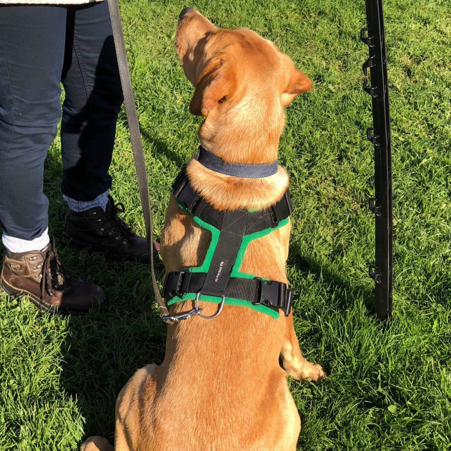 perfect fit harness 40mm